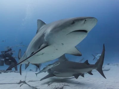 Bullenhaie Mexiko sicher erleben – mit der deutschen Expertise von DeepDiveMexico