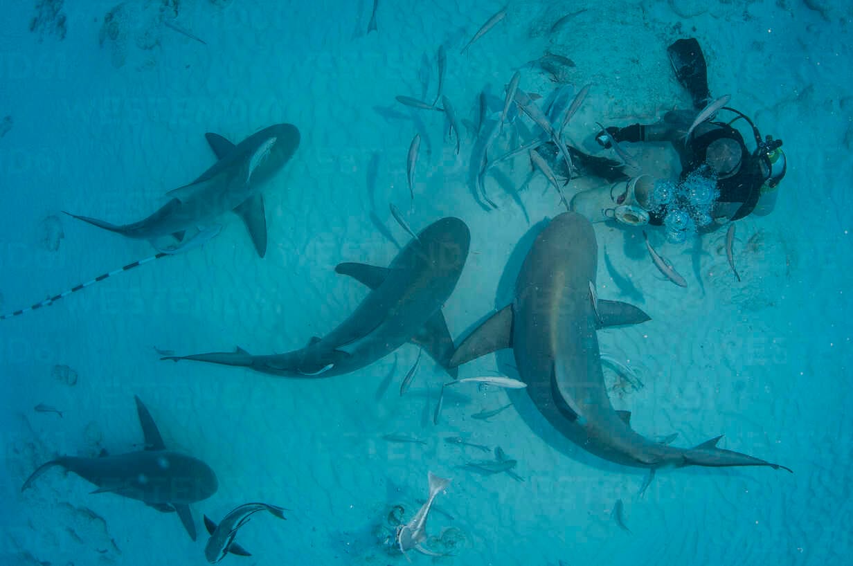 Bullenhaie Mexiko sicher erleben – mit der deutschen Expertise von DeepDiveMexico