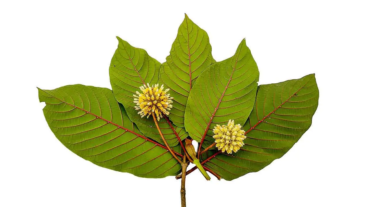 Arten von Super Green Kratom