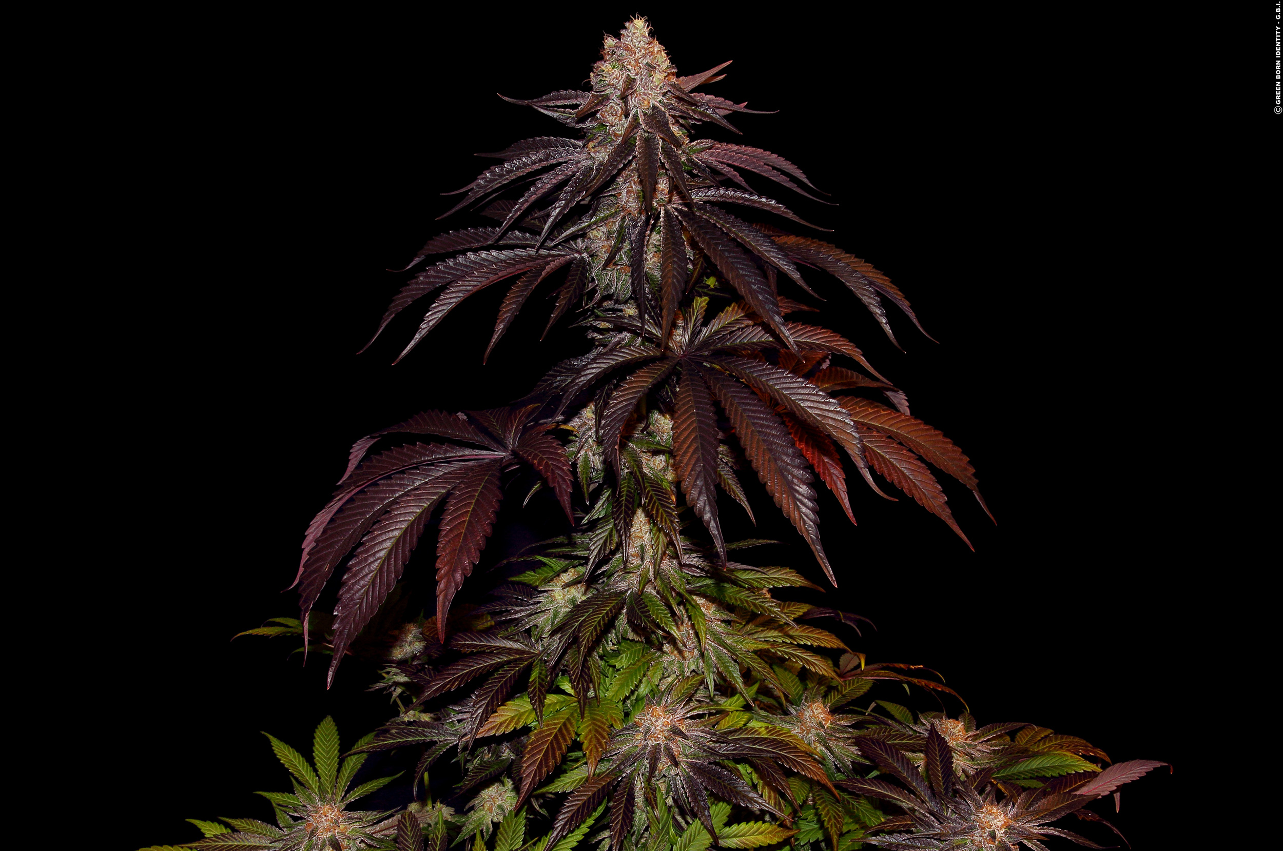 Das Potenzial erschließen: Erforschung ertragreicher Cannabissamensorten