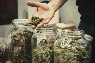"Wahl der Züchter": Von THC-reichen bis zu CBD-fokussierten Samen - bei uns finden Sie alles!